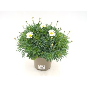 ARGYRANTHEMUM BLANCA M19