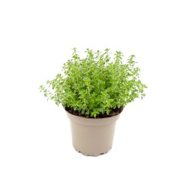 THYMUS CITRIODORUS M17