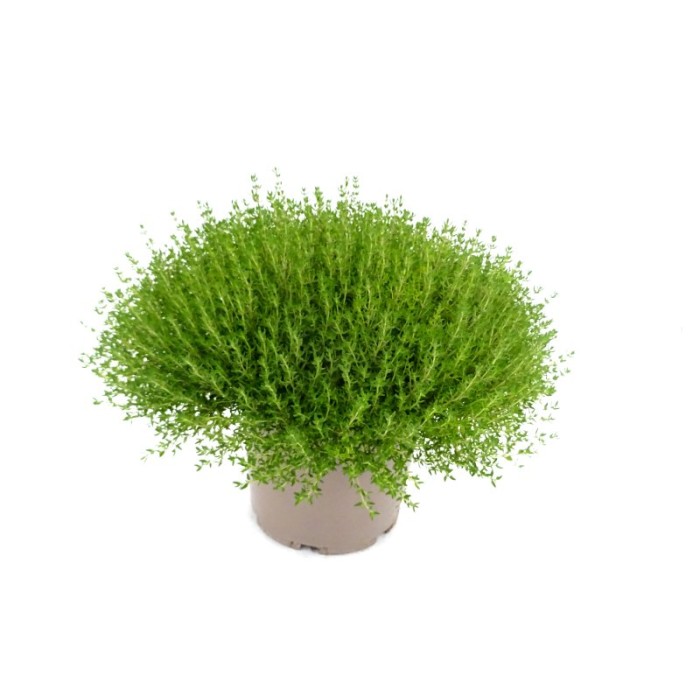 THYMUS COMPACTA 5L