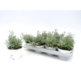 SANTOLINA CHAMAECYPARISSUS M13