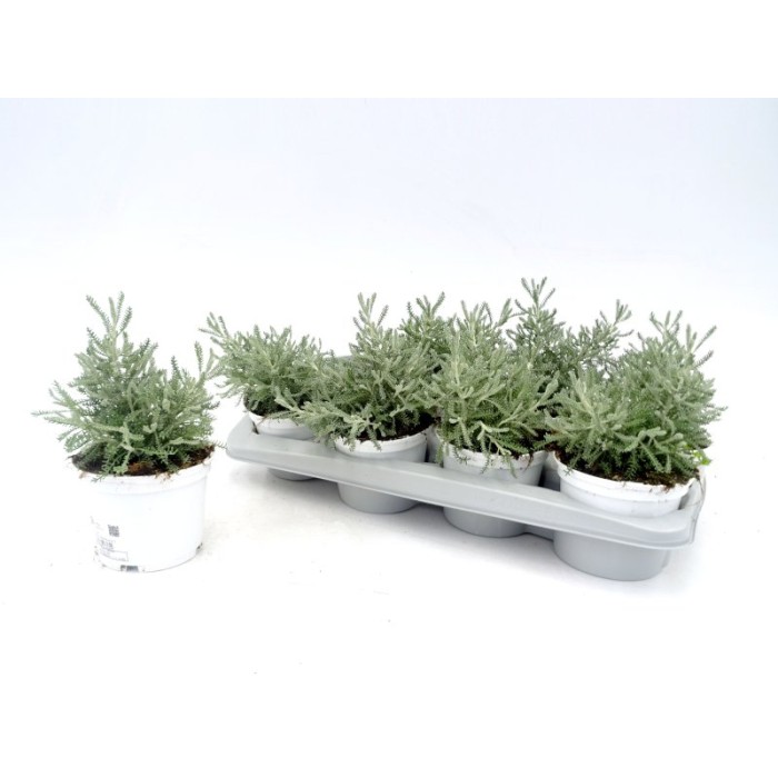 SANTOLINA CHAMAECYPARISSUS M13