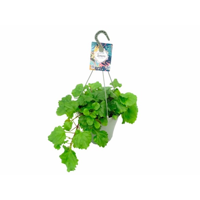 PLECTRANTHUS AUSTRALIS DINER T23