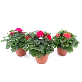 PELARGONIUM TUMBAO 10L