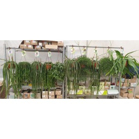 CACTUS   M20 PENJAR MIX