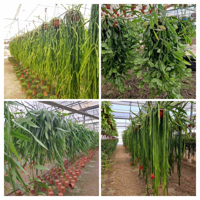 CACTUS   M20 PENJAR MIX EXTRA COLGANTES