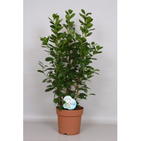FICUS MOCLAME  M24 H90 arbustivo