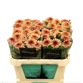 FLOR, CHRISANTHEM, UNIFLORA PIP SALMON x 10 tiges