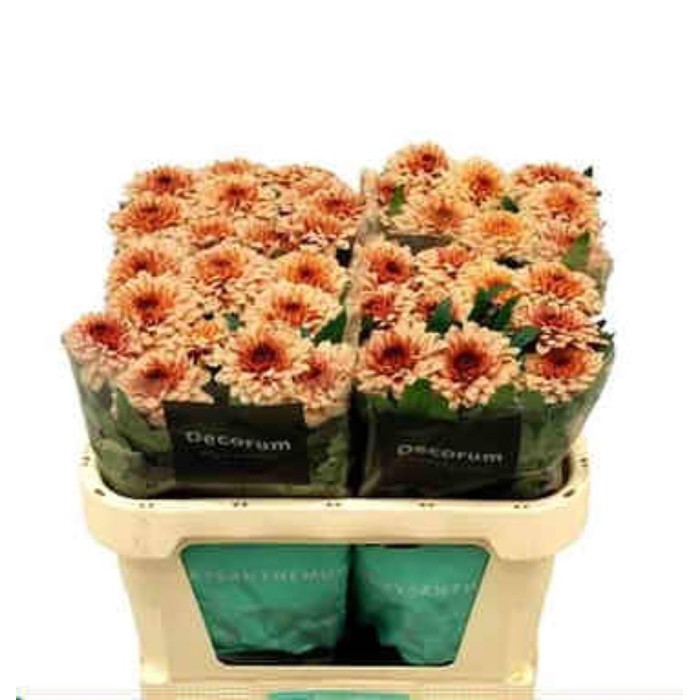 FLOR, CHRISANTHEM, UNIFLORA PIP SALMON x 10 tiges