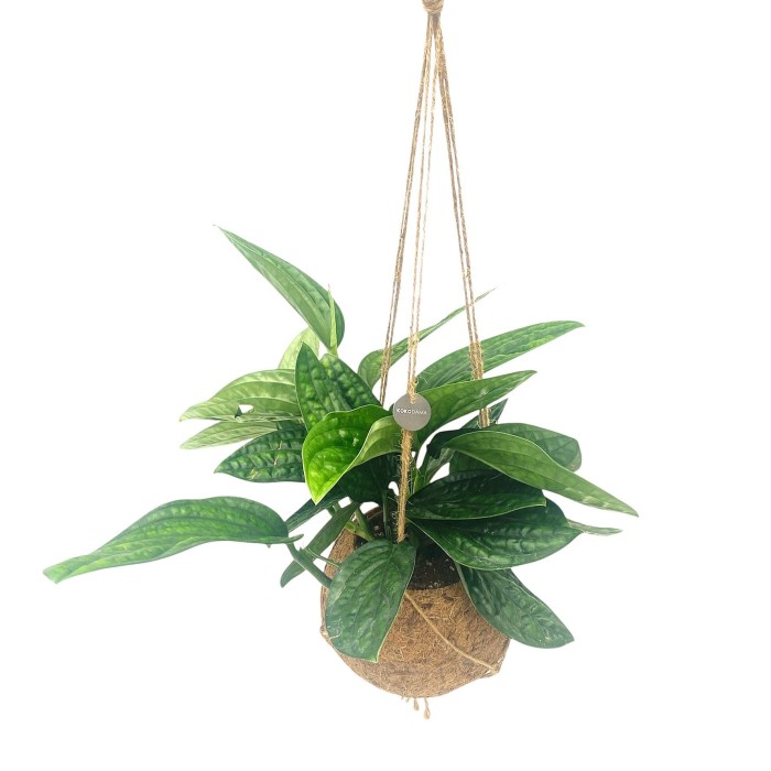 POTHOS Marble Planet EN KOKODAMA M17