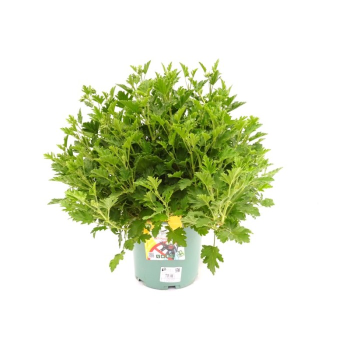 PELARGONIUM MOSKITO 5L