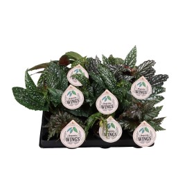 BEGONIA M 6 Mini Wings mix