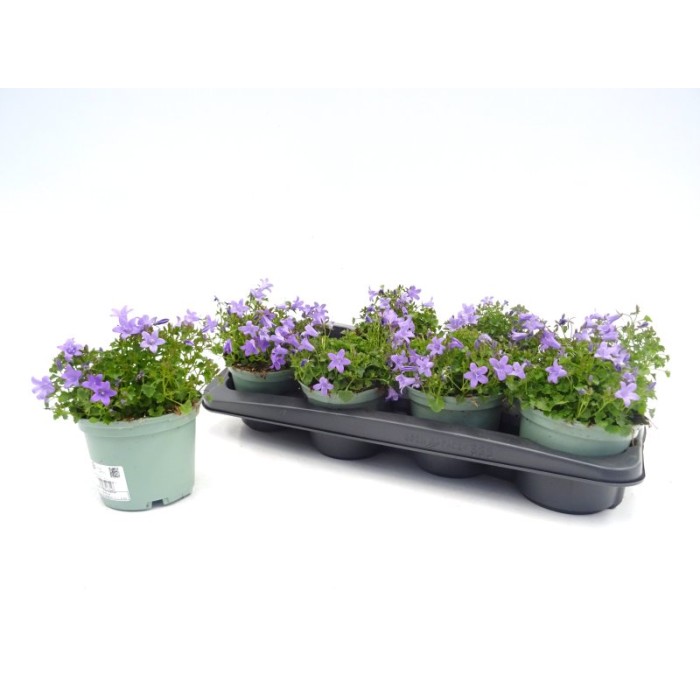 CAMPANULA PORTENSCHLAGIANA M13