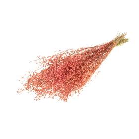 F.SECA, Lepidium Atraxa rosa CRAFT