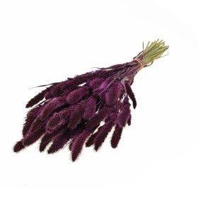 F.SECA, Setarea pruna CRAFT