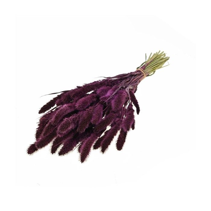 F.SECA, Setarea pruna CRAFT