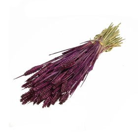 F.SECA, Tarwe pruna CRAFT