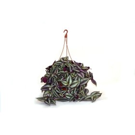 TRADESCANTIA IVORY T17