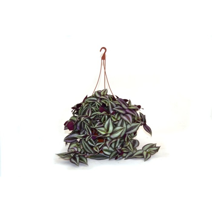 TRADESCANTIA IVORY T17