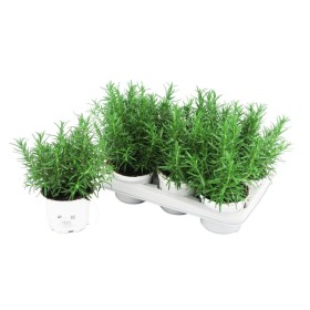 ROSMARINUS OFFICINALIS M13