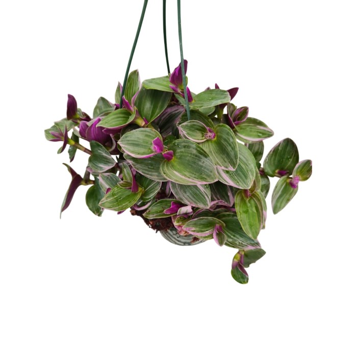 TRADESCANTIA  T15 TRICOLOR