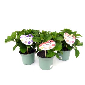 HORTENSIA  M23 REMBRANDT