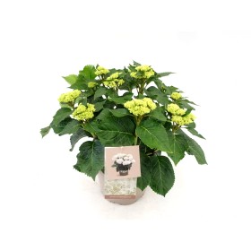 HORTENSIA  M23 DOPPIO