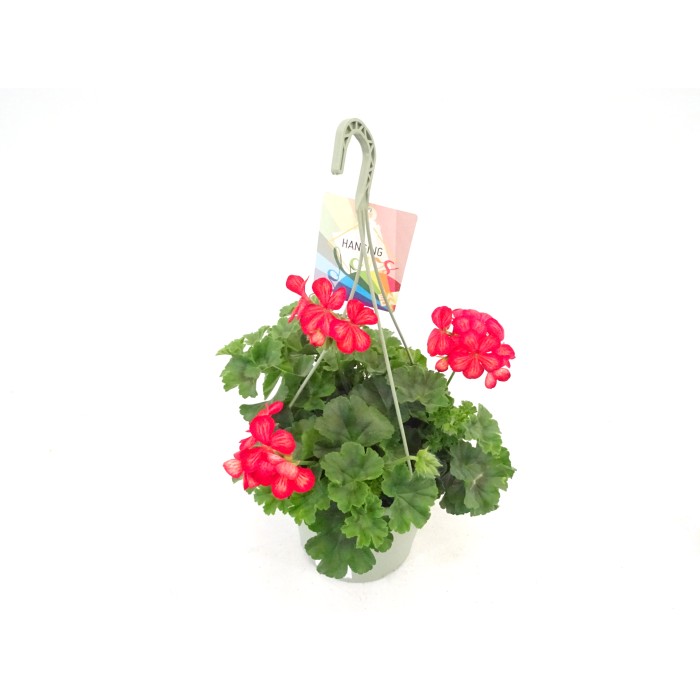 PELARGONIUM GLORY DAYS T23
