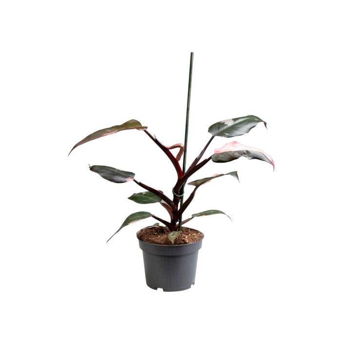 PHILODENDRON  M12 PINK PRINCESS