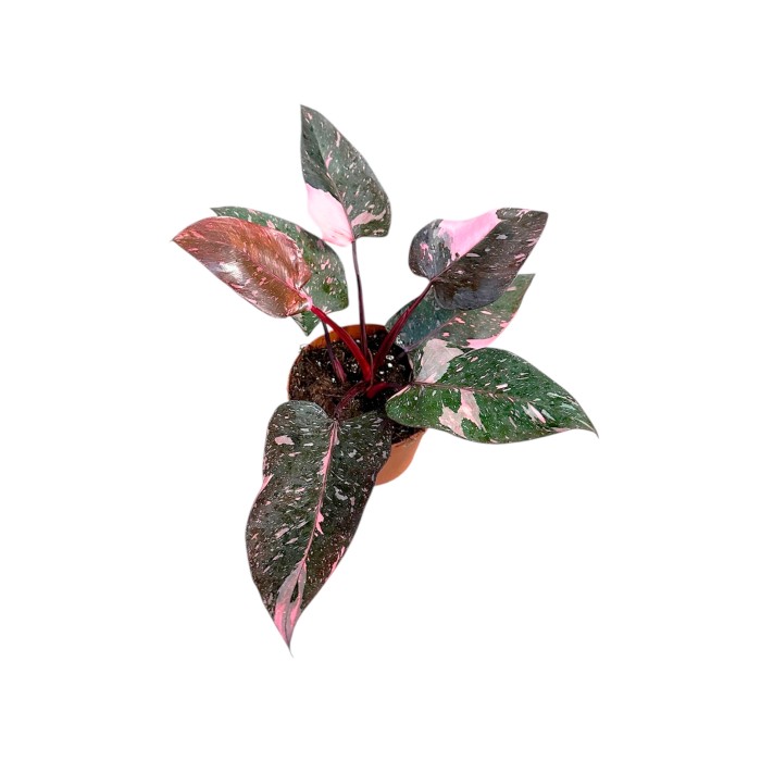 PHILODENDRON  M14 PINK PRINCESS MARBLE