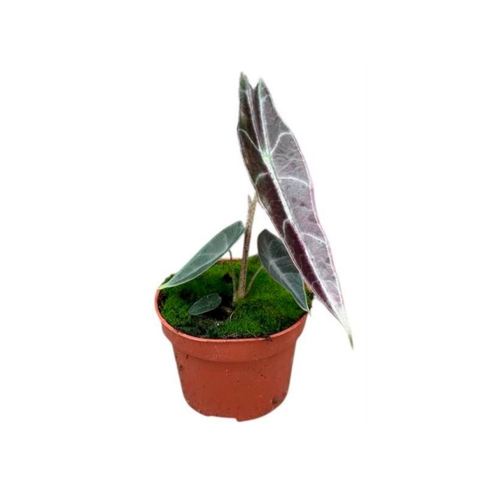 ALOCASIA  M11 Longiloba Purple