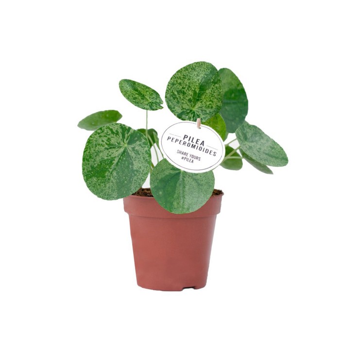 PILEA  M13 PEPEROMIOIDES Mojito