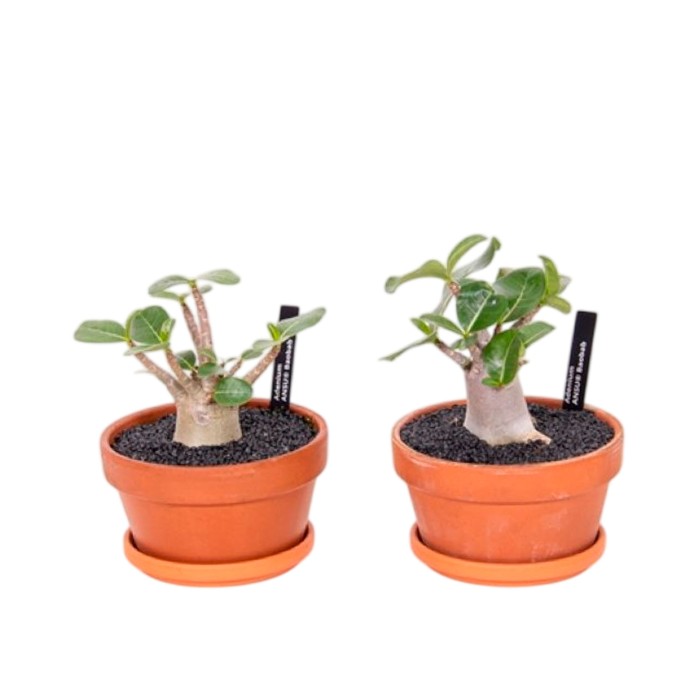ADENIUM BAOBAB M20