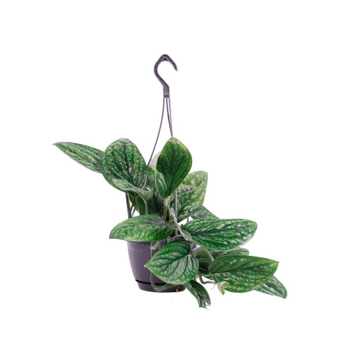 POTHOS  M15 PENJAR Marble Planet (Ho)