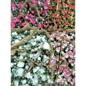 FLOR, CLAVELL MINI Italia x20 tiges. extra