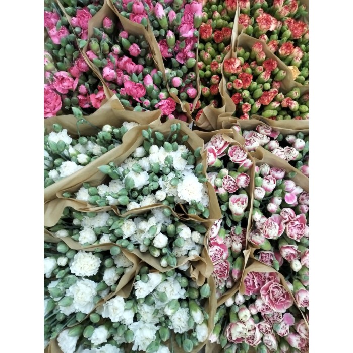 FLOR, CLAVELL MINI Italia x20 tiges. extra