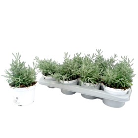 SANTOLINA CHAMAECYPARISSUS M13