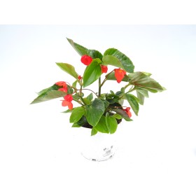 BEGONIA DRAGON WING M19