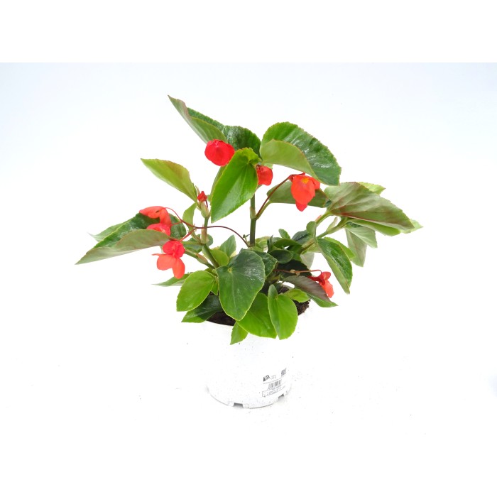 BEGONIA DRAGON WING M19