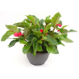 BEGONIA DRAGON WING T6LD