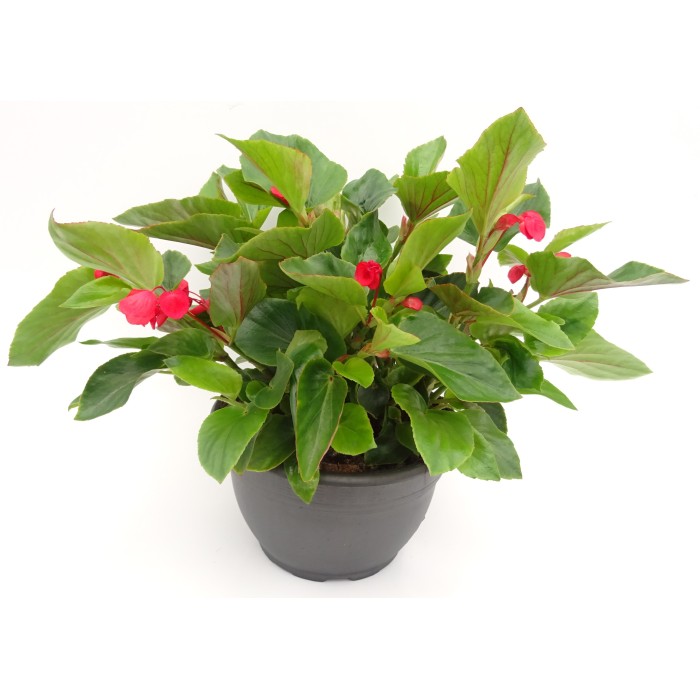 BEGONIA DRAGON WING T6LD