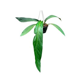 ANTHURIUM  M20 H40 BIG BILL penjador