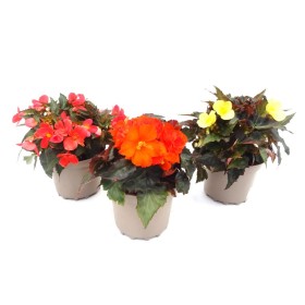 BEGONIA ICONIA M19