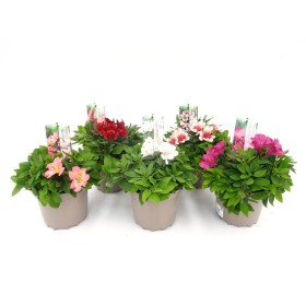 ALSTROEMERIA INTICANCHA M19