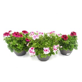 PELARGONIUM GRAZIOSA T6LD