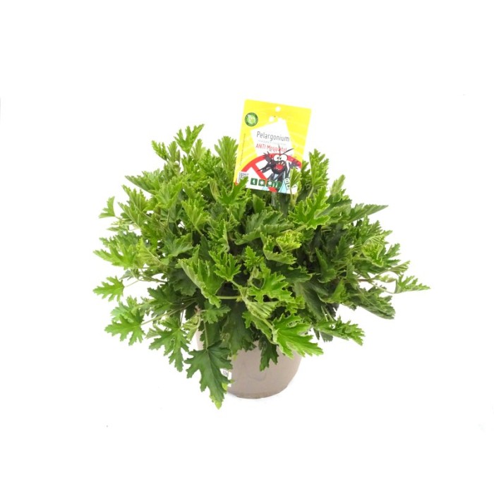 PELARGONIUM MOSKITO 10L