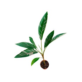 MUSA  M17 H40 NONO Variegata