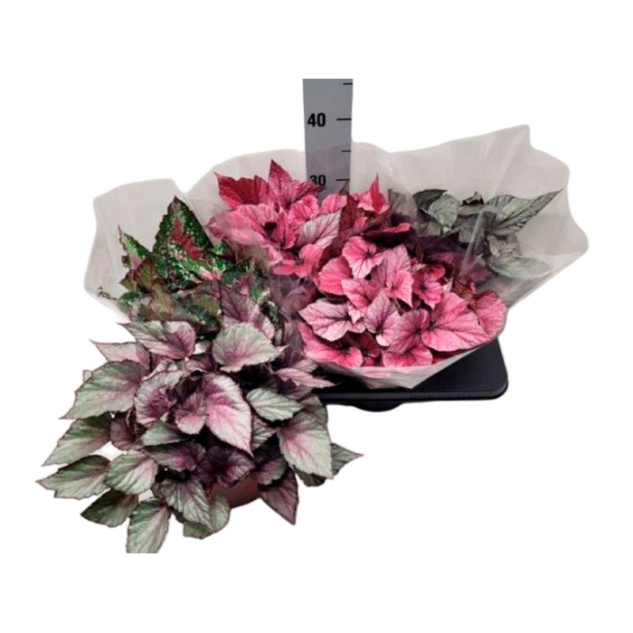 BEGONIA REX  M17  MIX