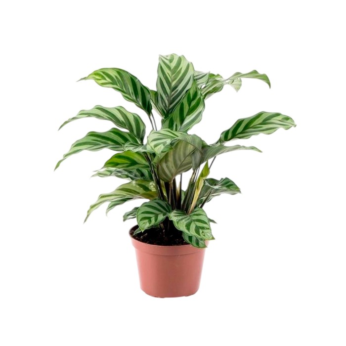 CALATHEA  M12  FREDDY