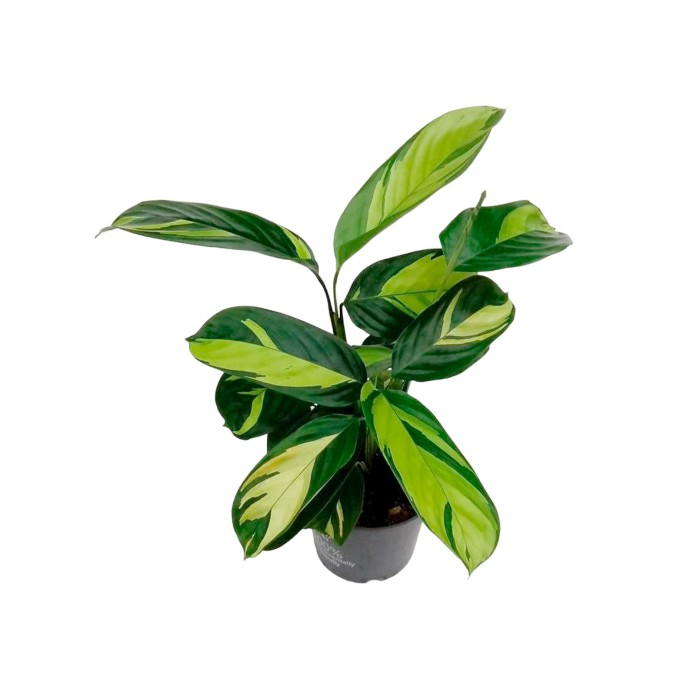 CTENANTHE M12 H25 PILOSA GOLDEN MOSAIC