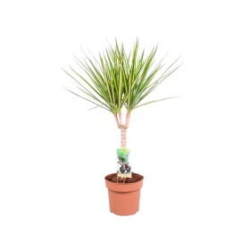 DRACAENA MARG. BICOLOR SUNRAY M12 H50 tronco
